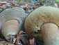 Bronzos vargánya (Boletus aereus), Őrség